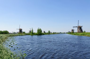 Değirmen Ağ, doğal-elshout, Hollanda