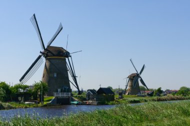 Değirmen Ağ, doğal-elshout, Hollanda