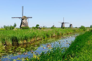 Değirmen Ağ, doğal-elshout, Hollanda