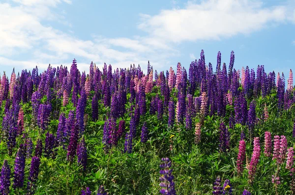 Lupin on a hillside — Stock Photo, Image