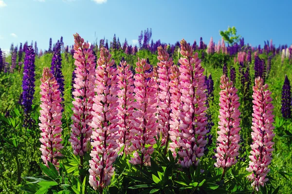 Pink Lupin in full bloom — Stock Photo, Image