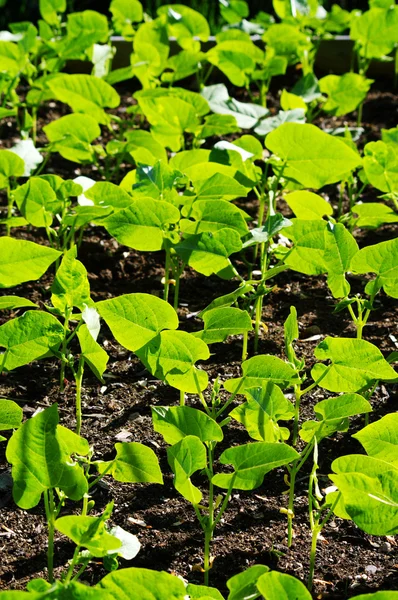 Junge Bohnenpflanzen — Stockfoto