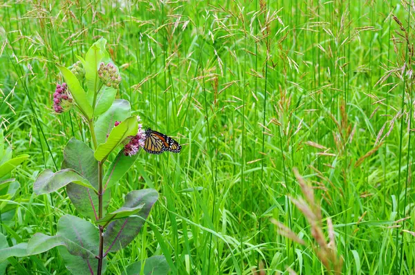 Butterfly on Milkweed — Stock Photo, Image