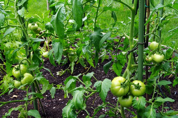 Groene tomaten op de wijnstok — Stockfoto