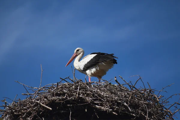 Stork white — Stock Photo, Image