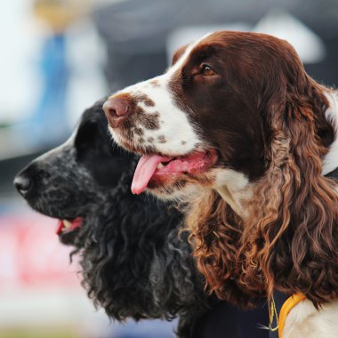 Spaniel (köpekler)