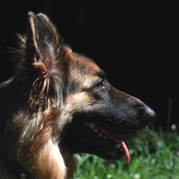 Câine la antrenamentul individual — Fotografie, imagine de stoc