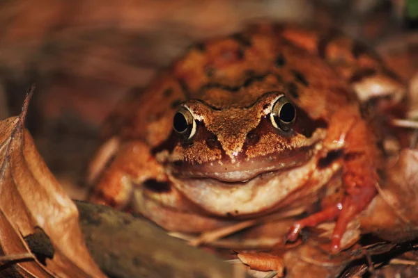 Žába jako symbol štěstí, bohatství a peněz — Stock fotografie