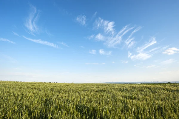 Buğday alanları — Stok fotoğraf