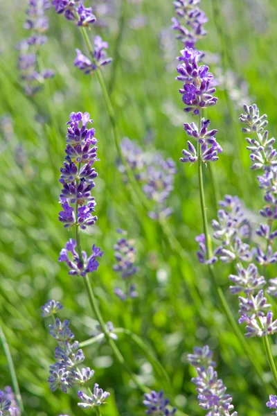 stock image Lavender