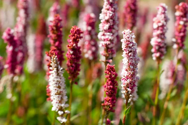 Calluna vulgaris (heather)