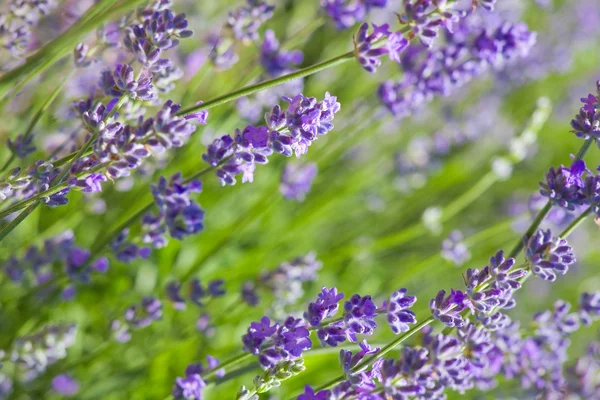 Lavendel frame — Stockfoto