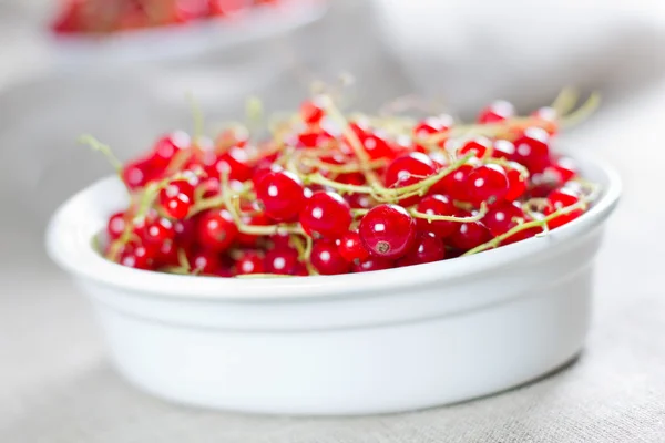 Red currant on the white bowl — Stock Photo, Image