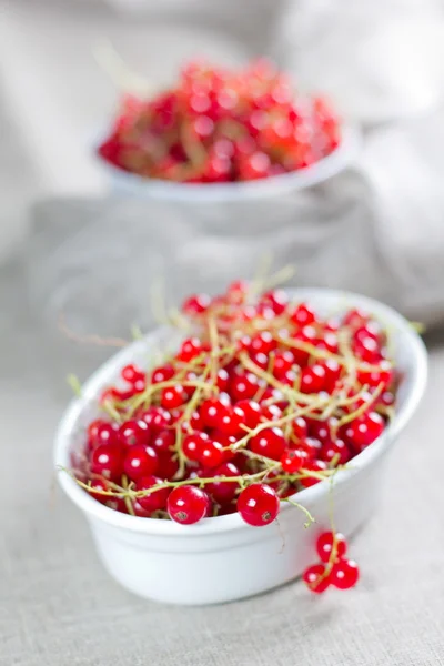 Red currant on the white bowl — Stock Photo, Image