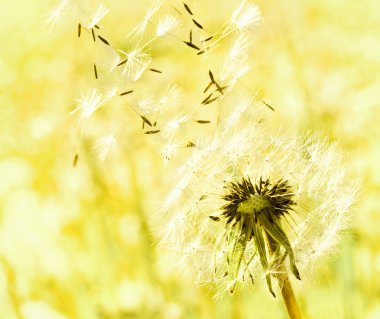 Dandelions çayır üzerinde