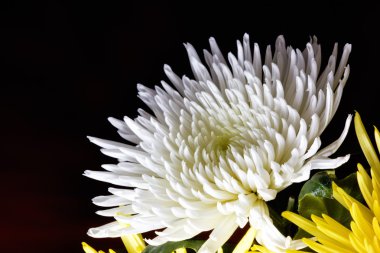 gerbera papatya