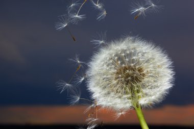 Dandelion clipart