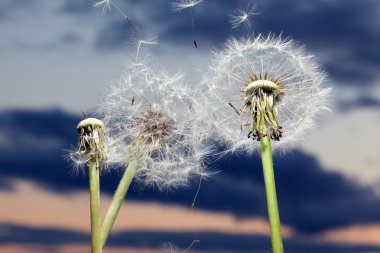 Dandelions clipart