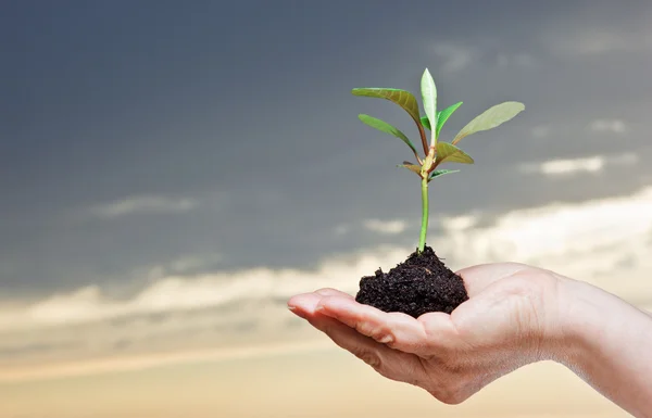 stock image Hand holding a small plant