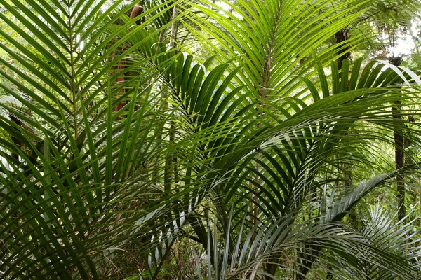 Ormbunkar i tropisk skog — Stockfoto