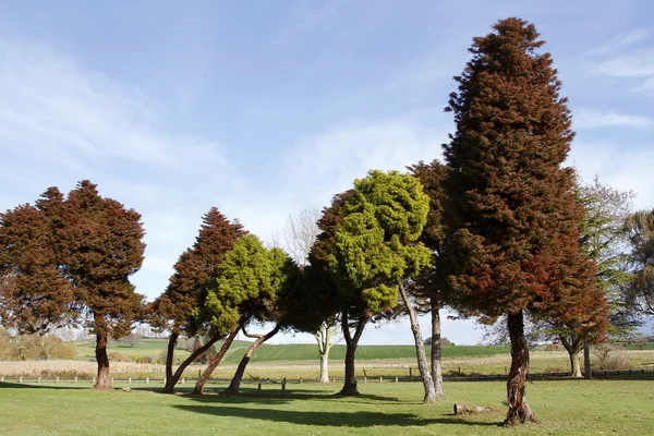Grupo de árvores no parque — Fotografia de Stock