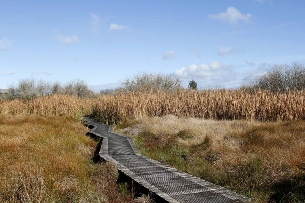Boardwalk in wetland — Stock Photo, Image