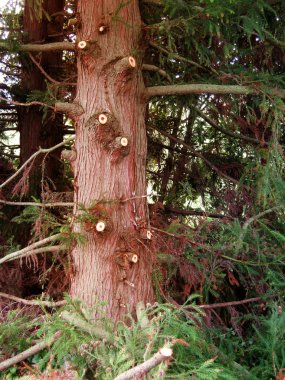 Pruned tree clipart