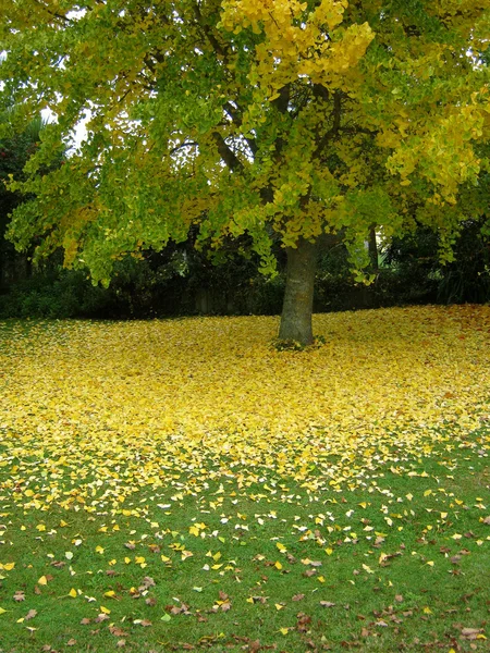 Pohon musim gugur — Stok Foto
