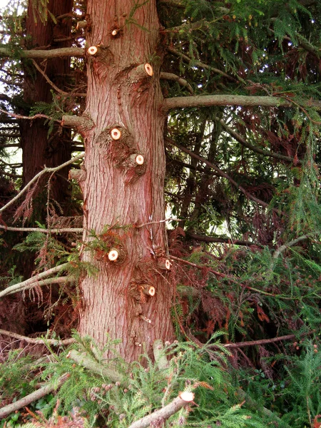 Κλαδεύεται δέντρο — Φωτογραφία Αρχείου