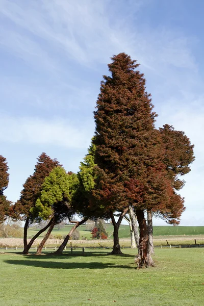 Grupo de árvores em um parque — Fotografia de Stock