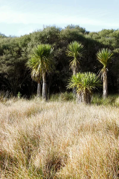 stock image Grassland and trees