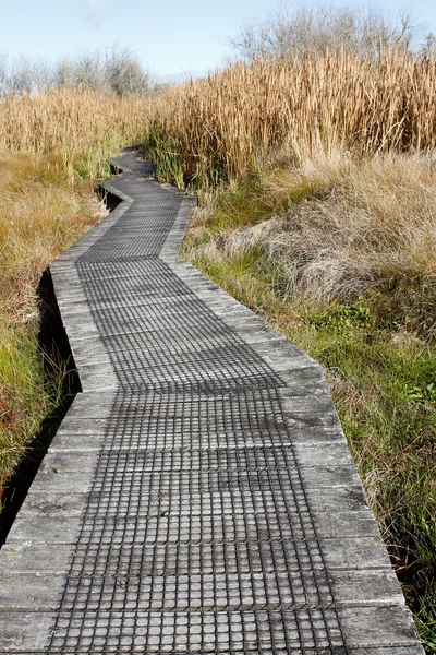 湿地の遊歩道 — ストック写真