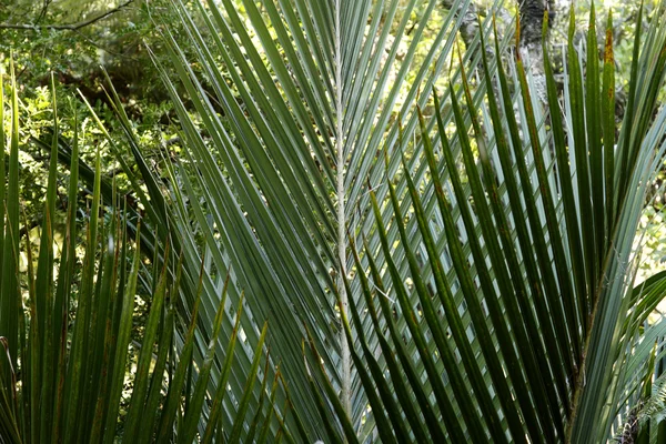 在热带森林中的蕨类植物 — 图库照片