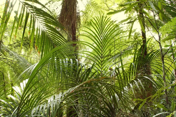 Tropikalnej dżungli — Zdjęcie stockowe