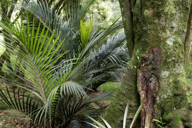 tropikal orman orman
