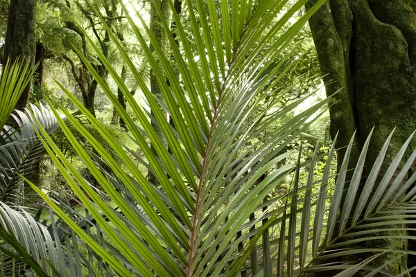 Las tropikalny dżungla — Zdjęcie stockowe