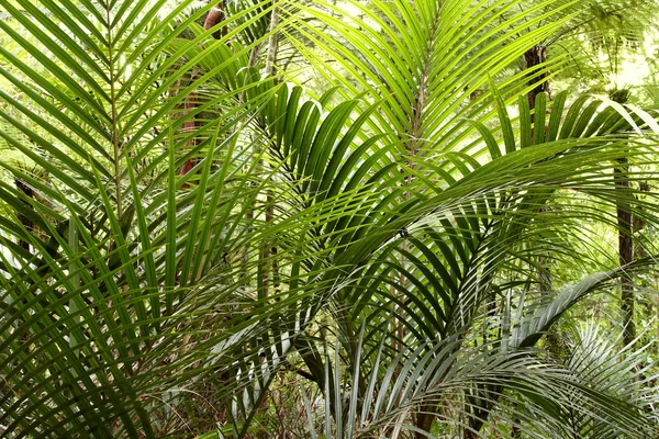 Tropische jungle bos — Stockfoto