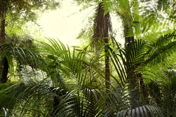Forêt tropicale de jungle — Photo