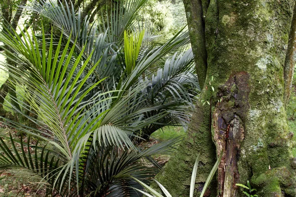 Las tropikalny dżungla — Zdjęcie stockowe