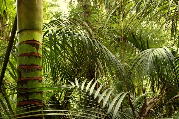Tropische Jungle — Stockfoto