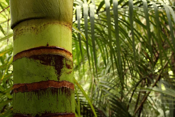 熱帯のジャングル — ストック写真