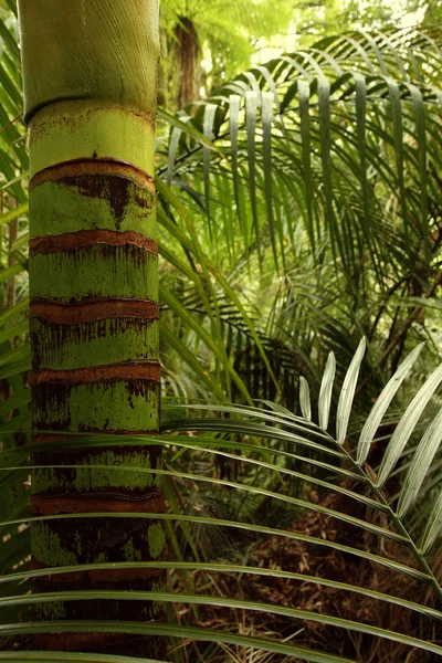 Tropisk djungel — Stockfoto