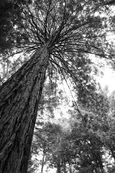 Ψηλό δέντρο — Φωτογραφία Αρχείου