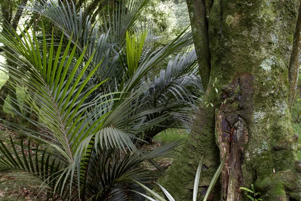 熱帯雨林のジャングル — ストック写真