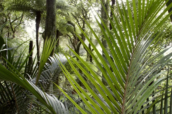 Giungla foresta tropicale — Foto Stock
