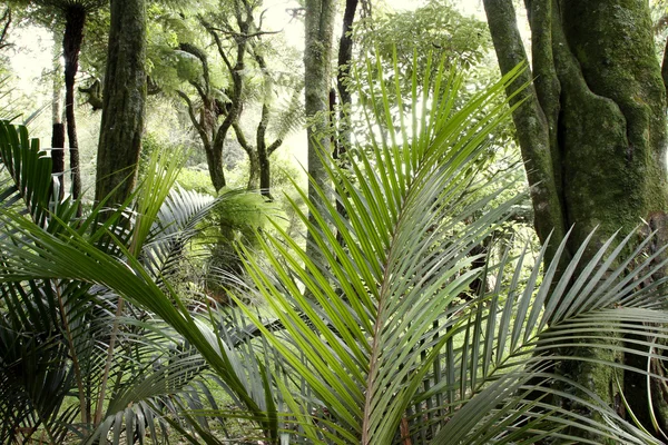 Tropical forest jungle — Stock Photo, Image