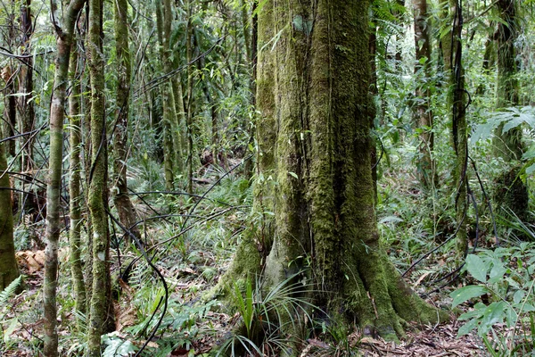 Джунглях тропічного лісу — стокове фото