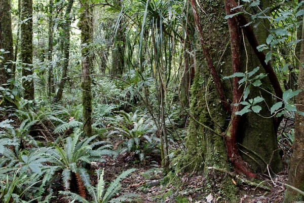 Джунглях тропічного лісу — стокове фото