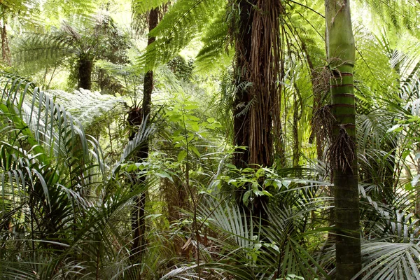 Giungla foresta tropicale — Foto Stock