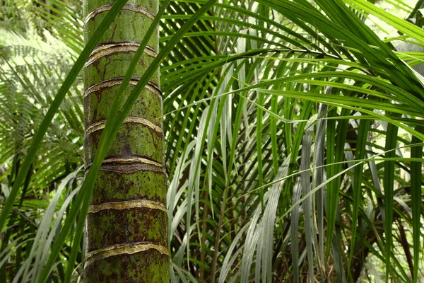 Dschungel der Tropenwälder — Stockfoto